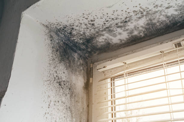 Affordable Basement Mold Removal solutions in Shrewsbury, NJ